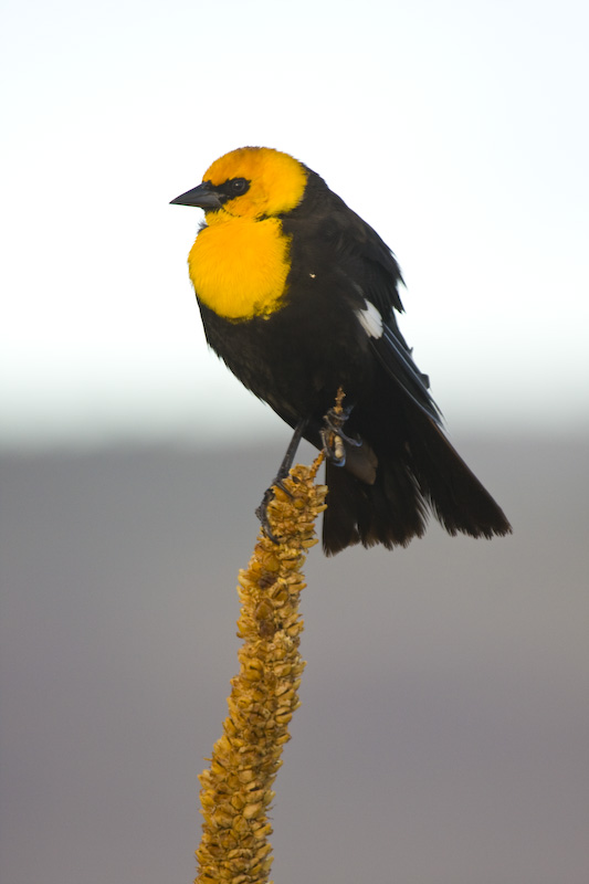 Yellow-Headed Blackbird